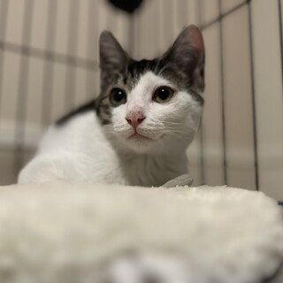 トビキジの女の子／つきみちゃん４ヶ月