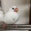 生後1ヶ月半の白文鳥の里親を募集します