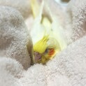 ひまわりの種大好きオカメインコ