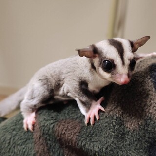 フクロモモンガ ♂ 