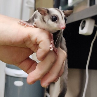 フクロモモンガ ♀