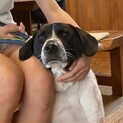 ラブ系のMIX犬