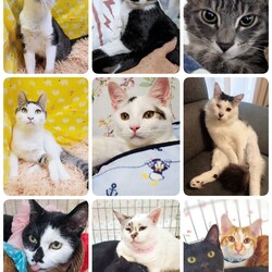 ねこざんまい譲渡会@東日本橋 サムネイル2