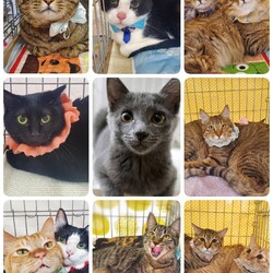 ねこざんまい譲渡会@東日本橋 サムネイル3