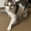 しっぽがとっても長い元気いっぱいなトム君