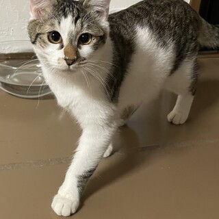 しっぽがとっても長い元気いっぱいなトム君