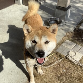 お散歩上手なユキちゃん