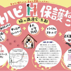 猫の譲渡会「リトハピ保護ねこ会」京都