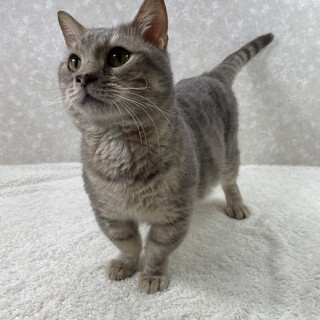 体調不良の為12日はお休みします❗️大福