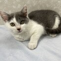 2ヶ月白グレーのビジュアル系美猫❤️美勇
