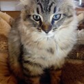 子猫の里親募集