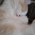 子猫里親募集