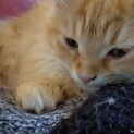 子猫里親募集