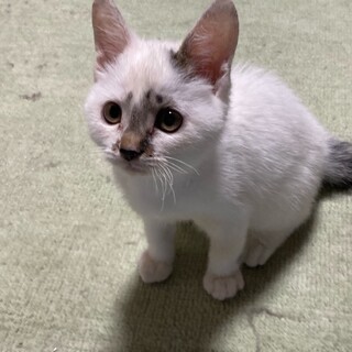 にゃんくんといつも一緒にいて！