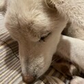 おっとりとした、おとなしいワンちゃんです。