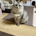 長毛でフワフワの、優しい福ちゃん