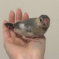 里親募集　文鳥:推定オス