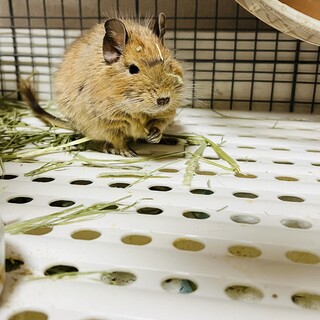 デグー2匹メス元気です