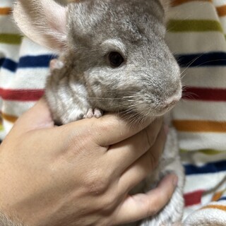 チンチラ1歳8ヶ月　シナモンベージュ　女の子