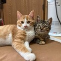 ２匹の兄妹　茶白とキジトラ