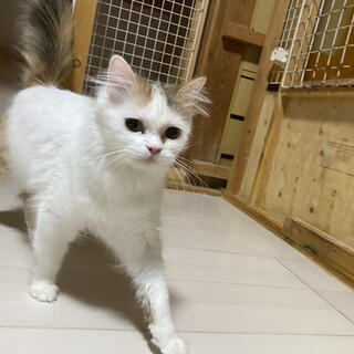 ロングヘアーすこちゃんペンネ