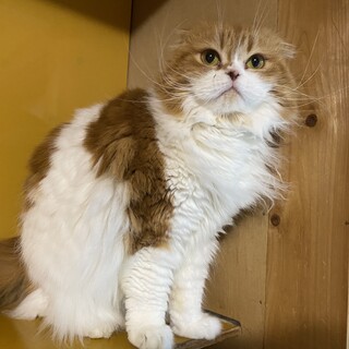 ぽっちゃり系すこちゃんねねこ