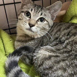 里親決定。うずらちゃん