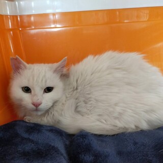 生後６か月の長毛白猫　男の子
