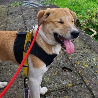 2022年 6月25日生れ　アムール　男の子