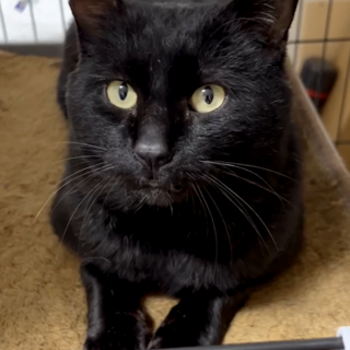 怪我をしていた漆黒のイケメン猫！クロさん♡