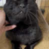 怪我をしていた漆黒のイケメン猫！クロさん♡ サムネイル3