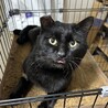 怪我をしていた漆黒のイケメン猫！クロさん♡ サムネイル5