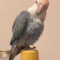 コザクラインコー里親決定