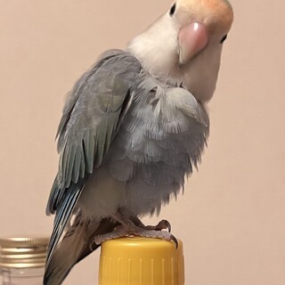 コザクラインコー里親決定