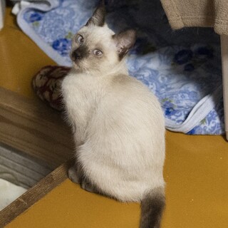 シャムミックスのシャム太くん