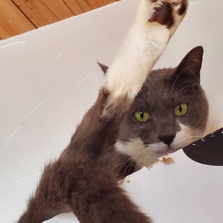 人懐っこく、ビロードのような手触りのカワウソくん