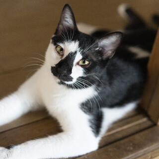  黒ニンニクのお鼻がかわいい、ごまちゃん