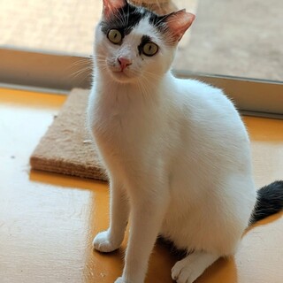 目がバルーンのように大きい　メバルーン！