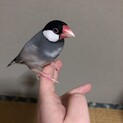 手乗りの人懐っこい男の子です！