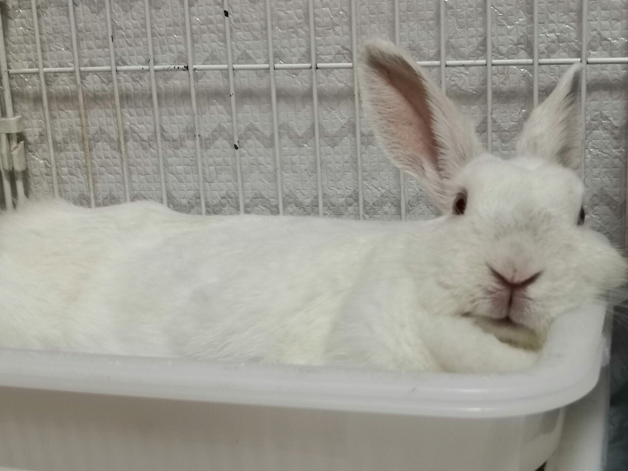 保護うさぎ　佐渡っこ汐音ちゃん サムネイル2