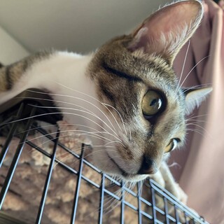 抱っこ大好き甘えん坊のきびくん！