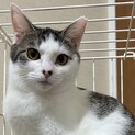 一度見たら忘れないナオコさん里親さん募集中