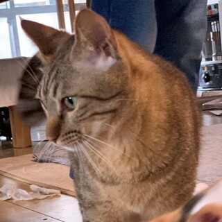 ボクは阪急。得意技は肩のりだよ。