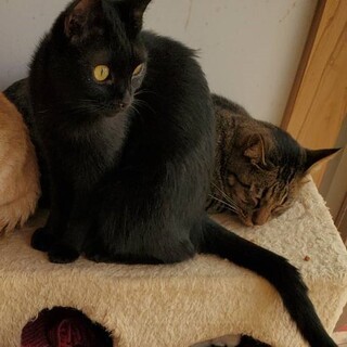 人懐こい黒猫女子、クロミちゃん