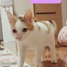 おてんば三毛猫,ヒメちゃん サムネイル5