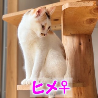 おてんば三毛猫,ヒメちゃん