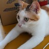 おてんば三毛猫,ヒメちゃん サムネイル2