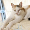 おてんば三毛猫,ヒメちゃん サムネイル7