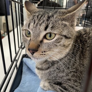 ご飯大好きなれなれ⭐︎イケニャンキジトラ男子ひなた