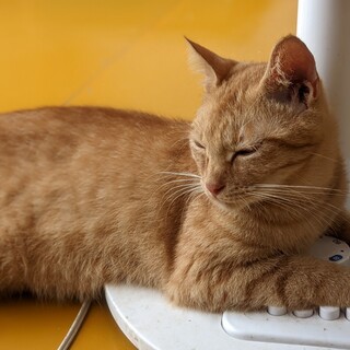 抱っこ大好き、剣心くん